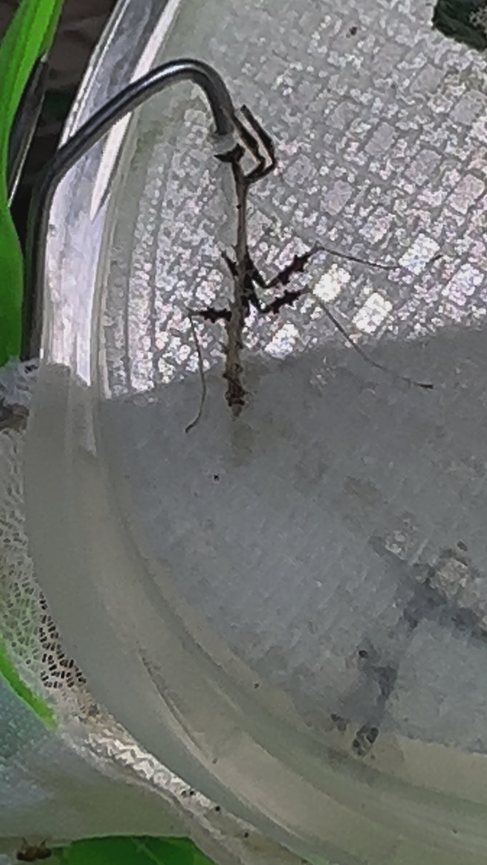 Metatoxodera subparallela praying mantis