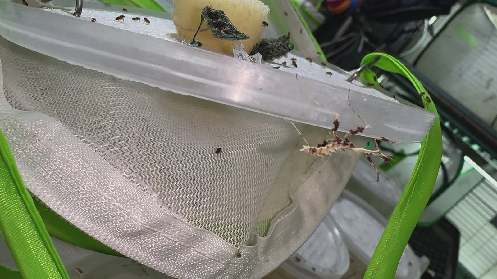 Metatoxodera subparallela praying mantis