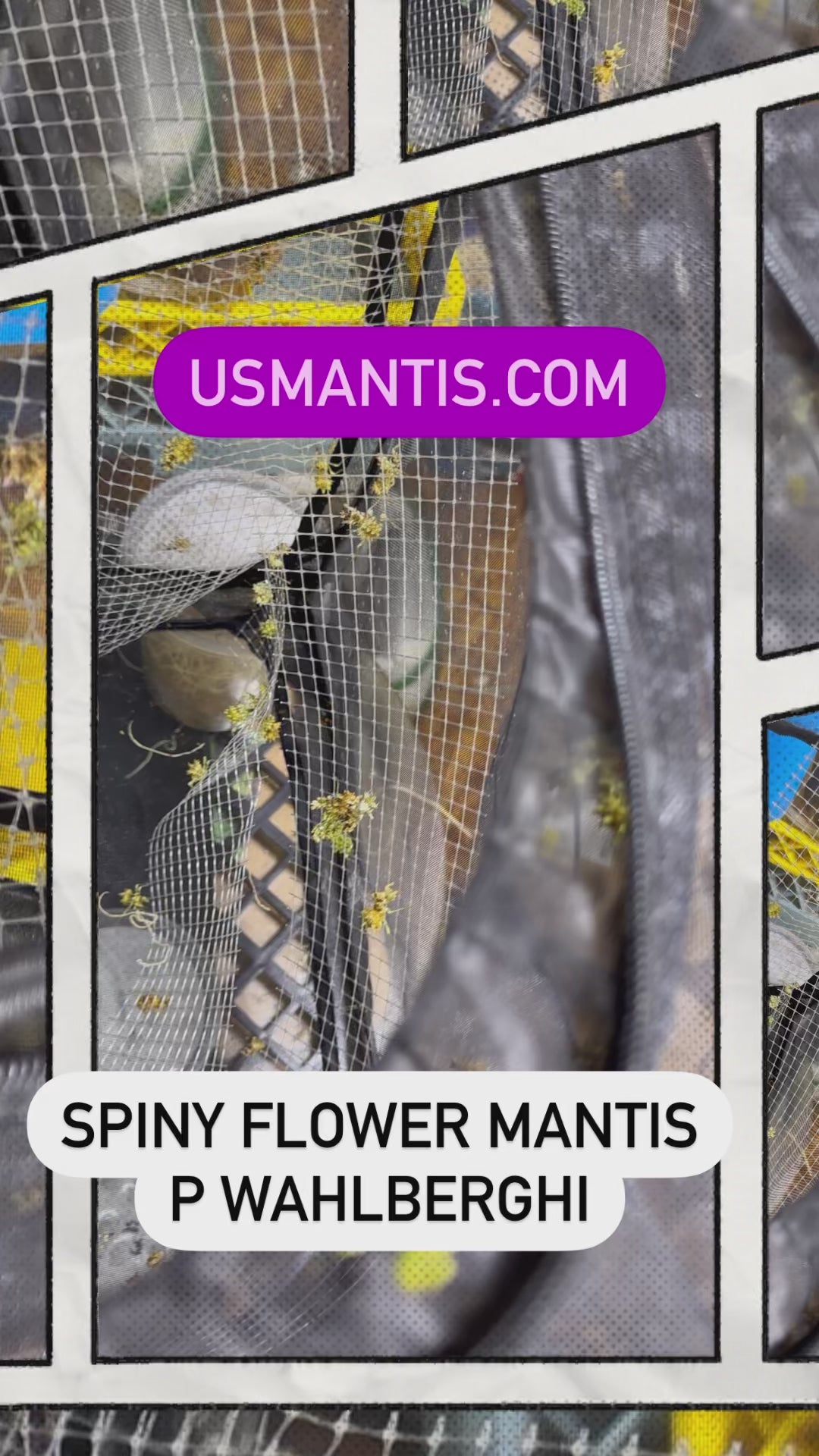 Ooth hatching incubator container praying mantis