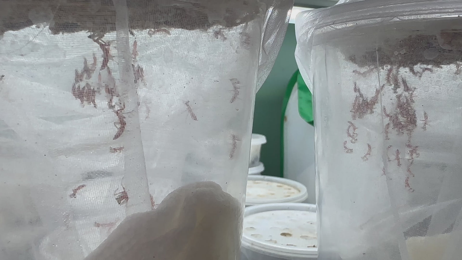 Ooth hatching incubator container praying mantis