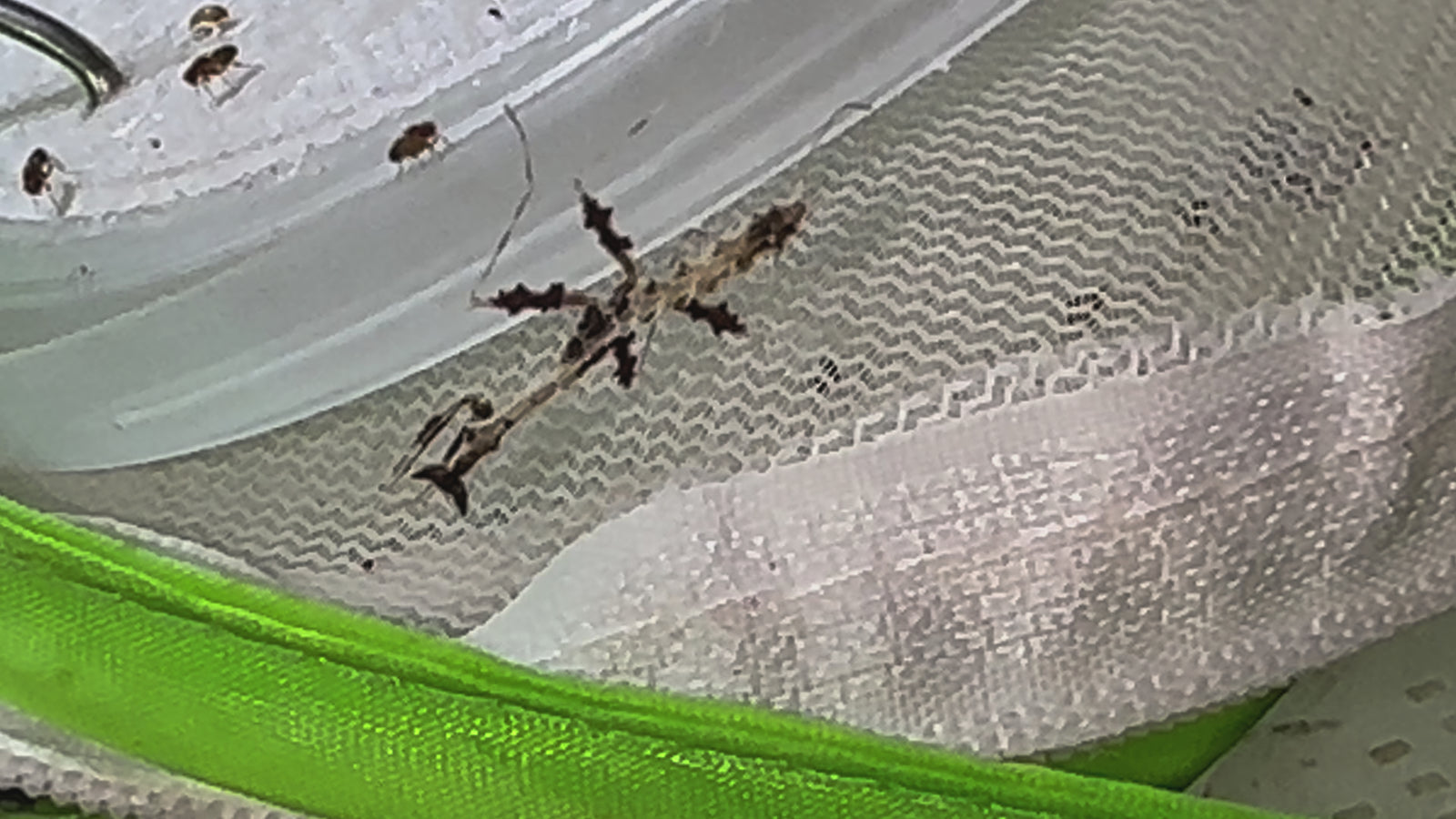 Metatoxodera subparallela praying mantis