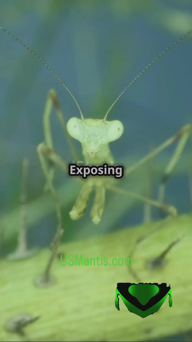 Are praying mantis good pets? Must see!