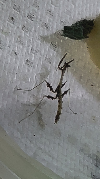 Metatoxodera subparallela praying mantis