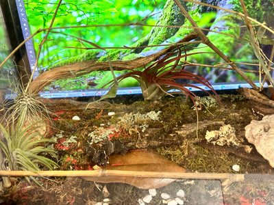 Florida Mantids - Key to Species Florida Mantids - 2 Diagnostic Key to ...