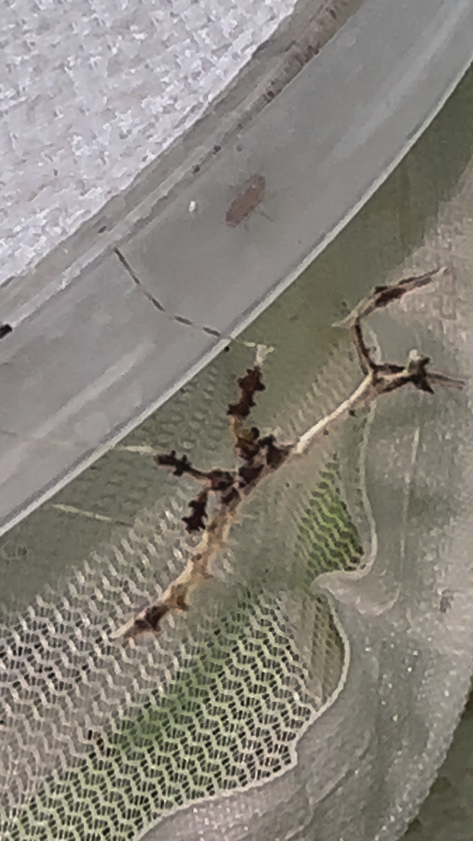 Metatoxodera subparallela praying mantis