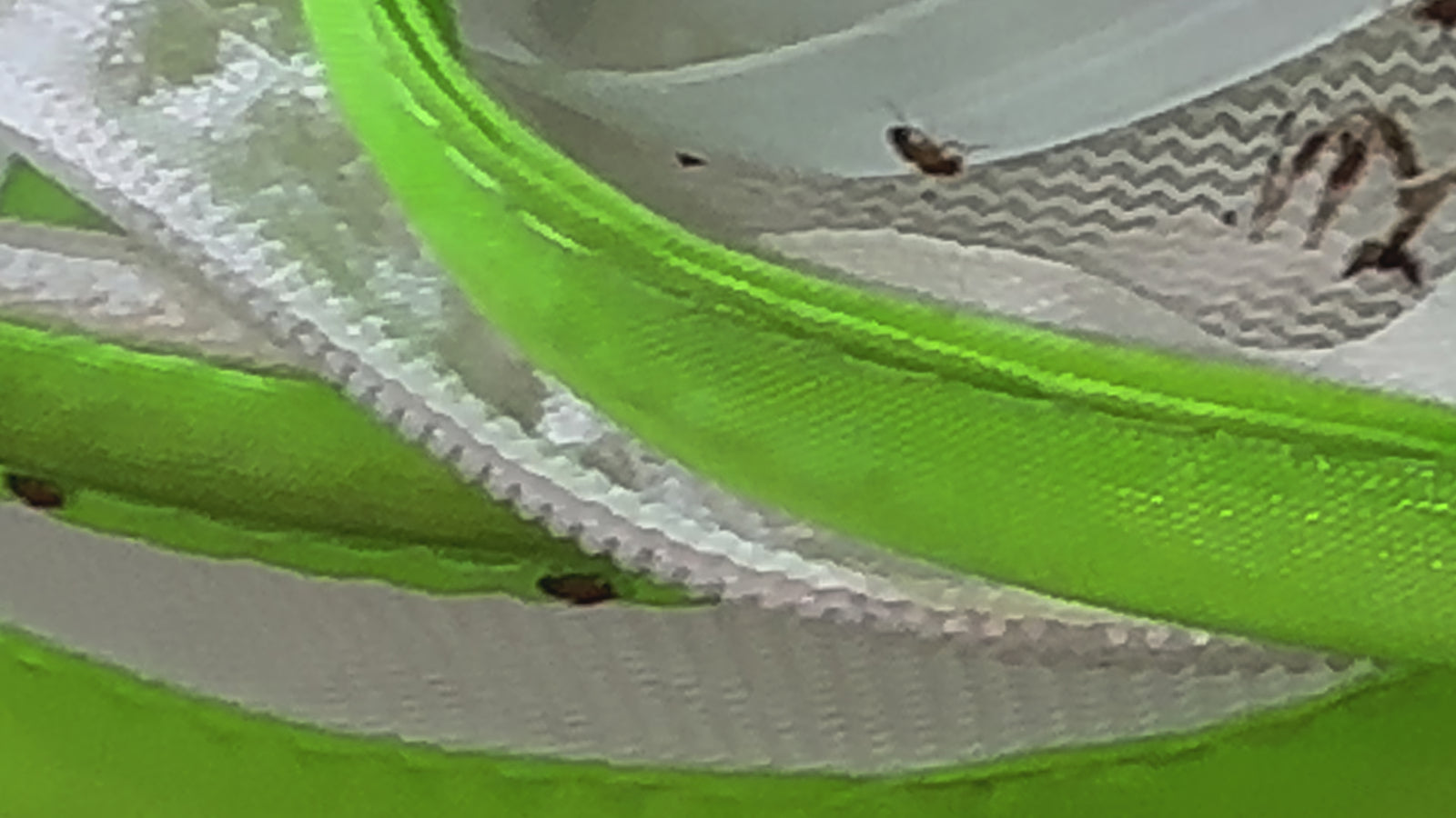 Metatoxodera subparallela praying mantis