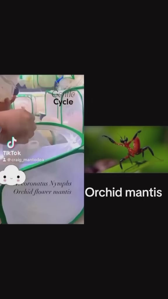 Ooth hatching incubator container praying mantis