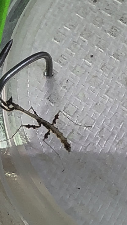 Metatoxodera subparallela praying mantis