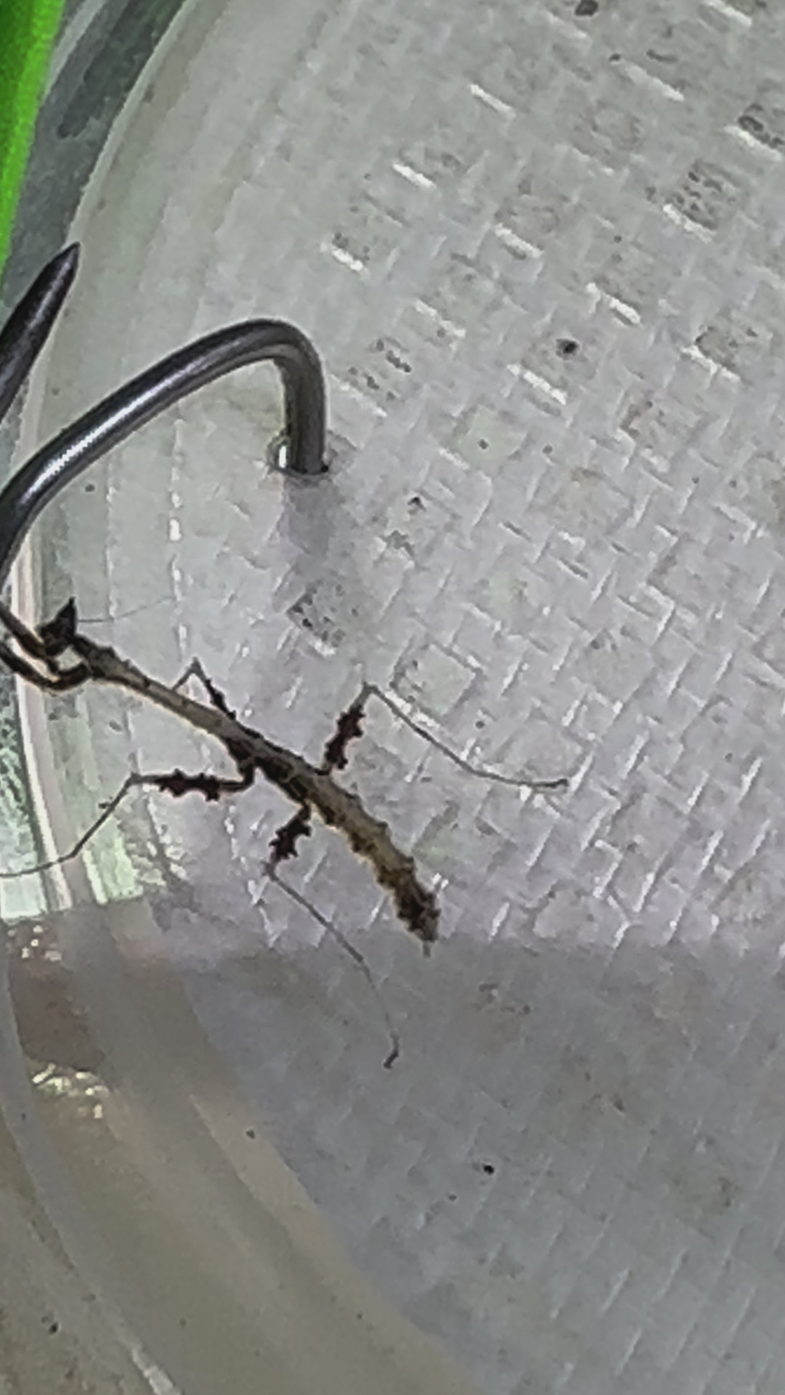 Metatoxodera subparallela praying mantis