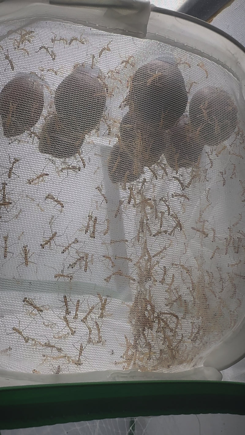 H Blue papua giant mantis hatching