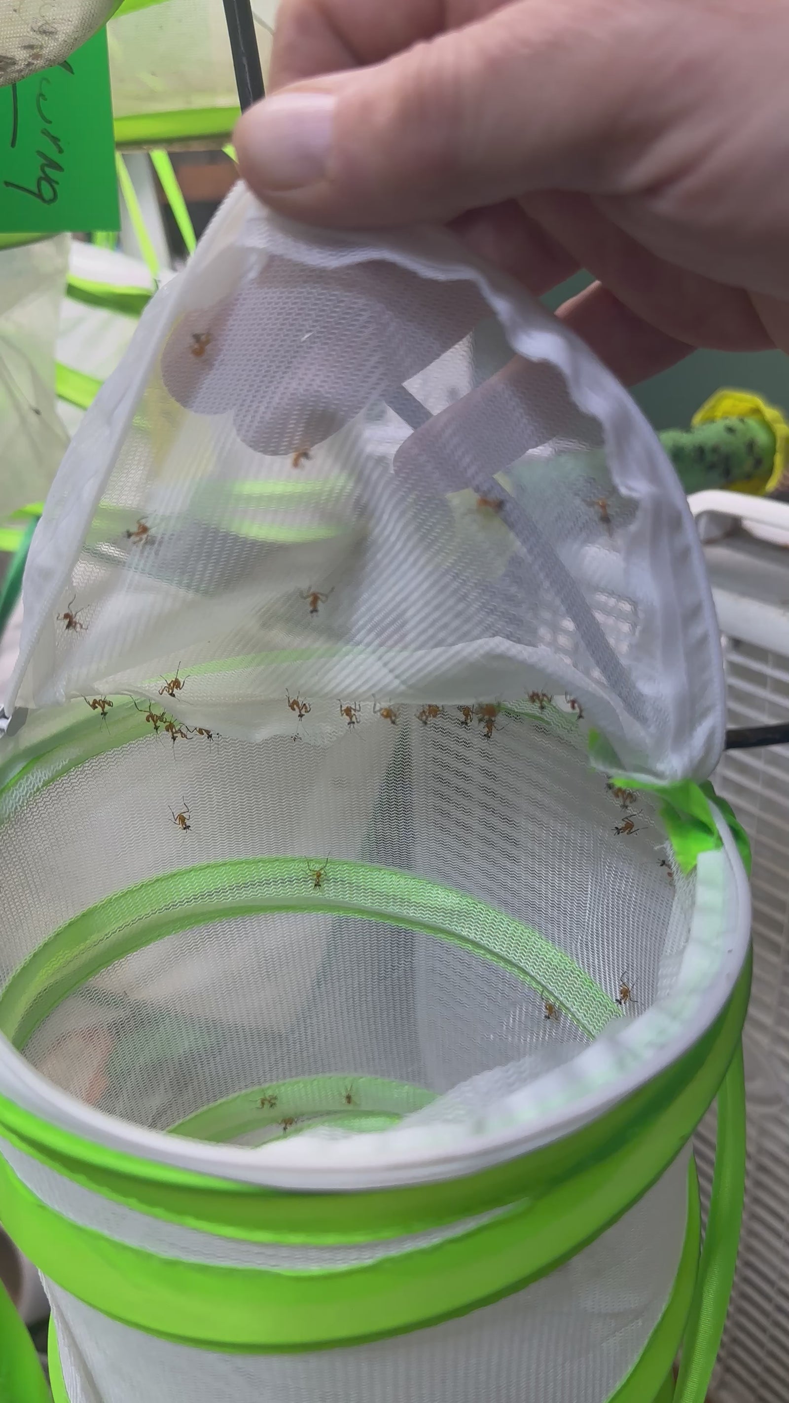 Clidonoptera lestoni mantis