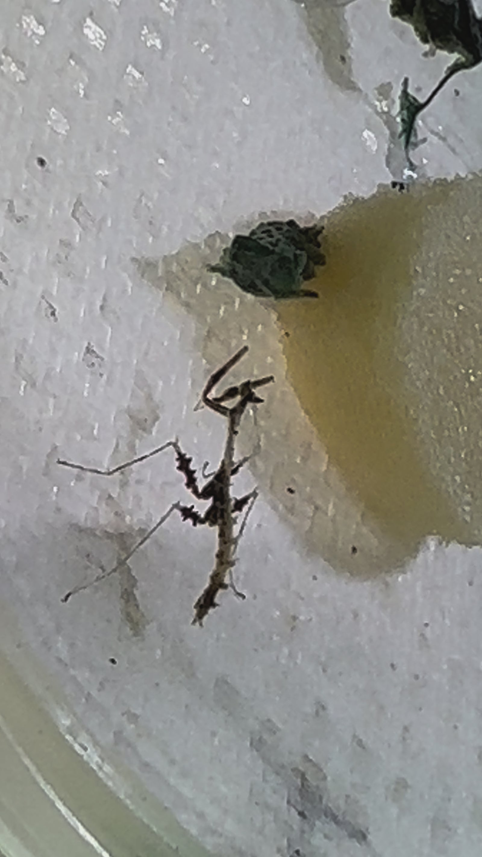 Metatoxodera subparallela praying mantis