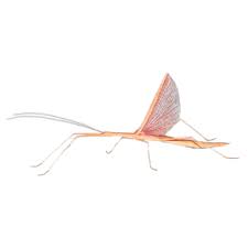 pink wing stick insect Sipyloidea sipylus