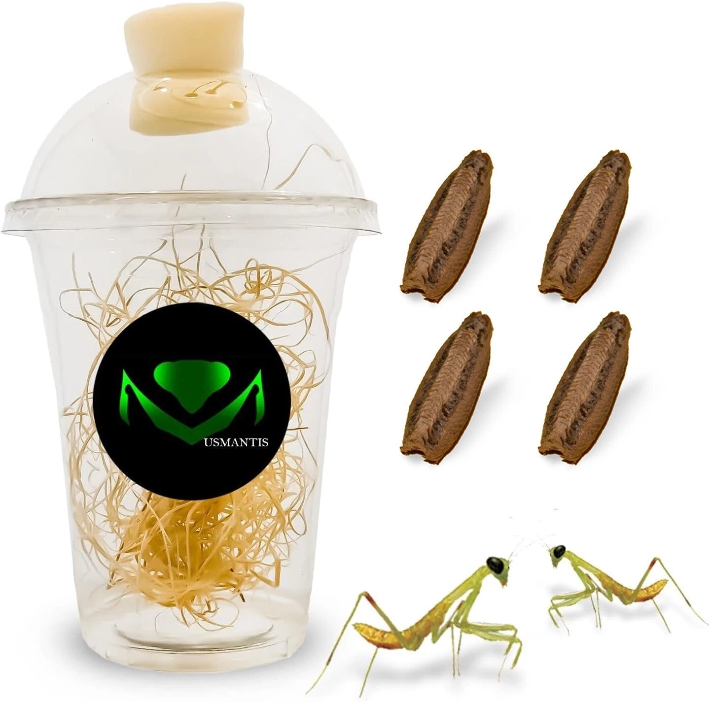 Aazon.co: Chinese Praying Antis Egg Hatching Kit - 2 Eggs Fresh For
