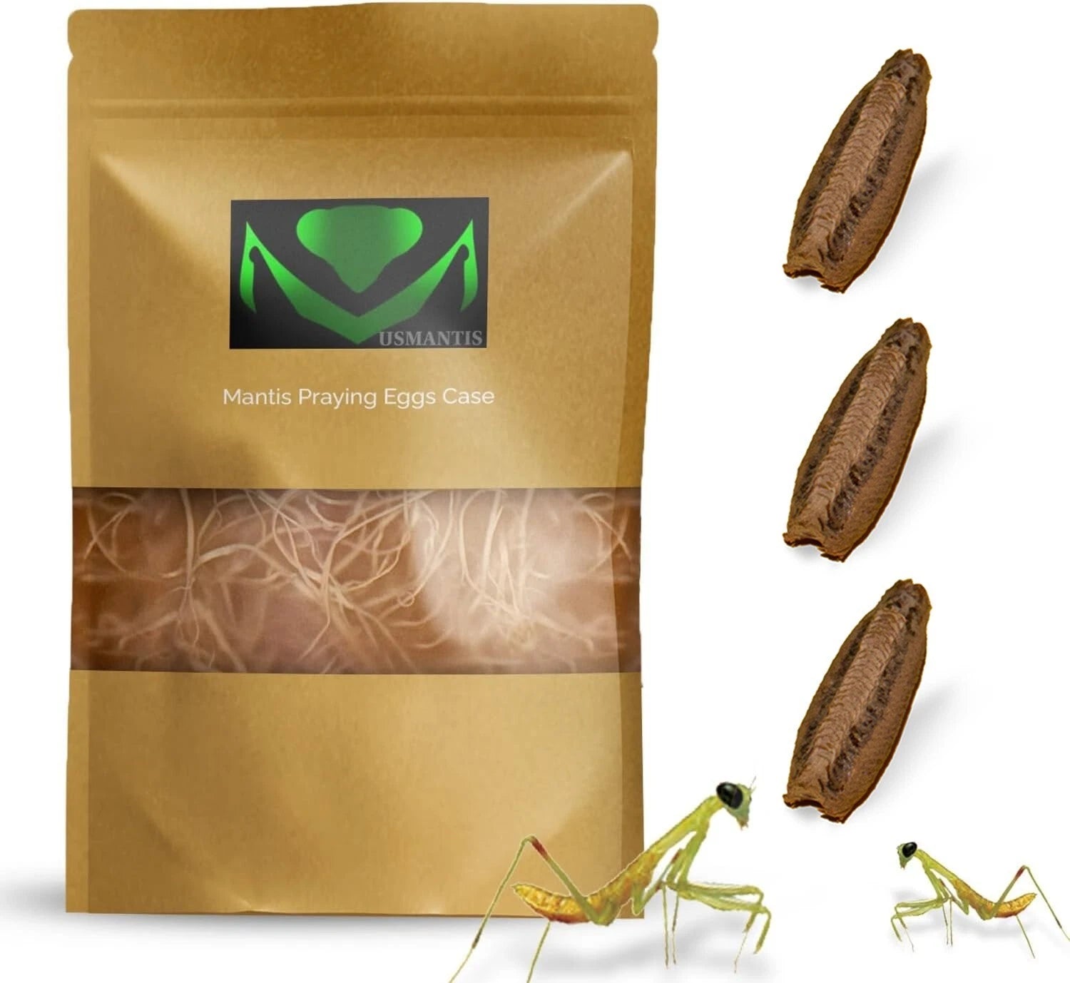 5x Chinese Praying Mantis Egg Cases With Hatching Cup – Up To 400 Babies, USMANTIS