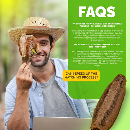 10x Carolina Praying Mantis Ootheca Eggs Case with Hatching Bag Organic Pest Control