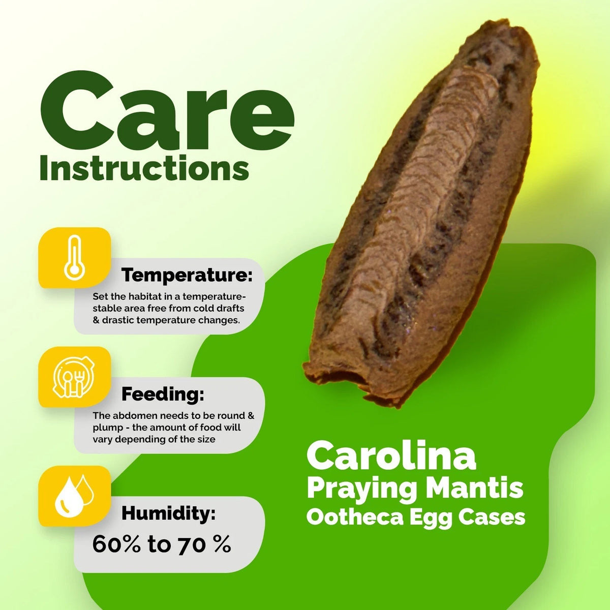 2x Carolina Praying Mantis Egg Case Hatching Habitat Bag Organic Pest Control