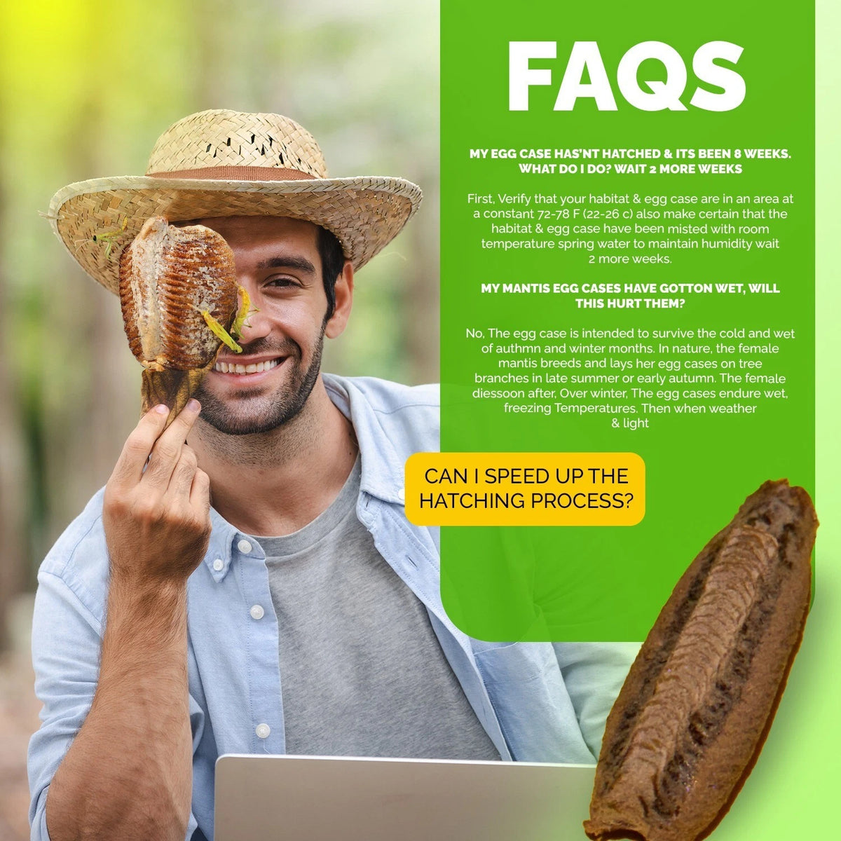 2x Carolina Praying Mantis Eggs Case & Hatching Cup Ootheca Natural Pest Control