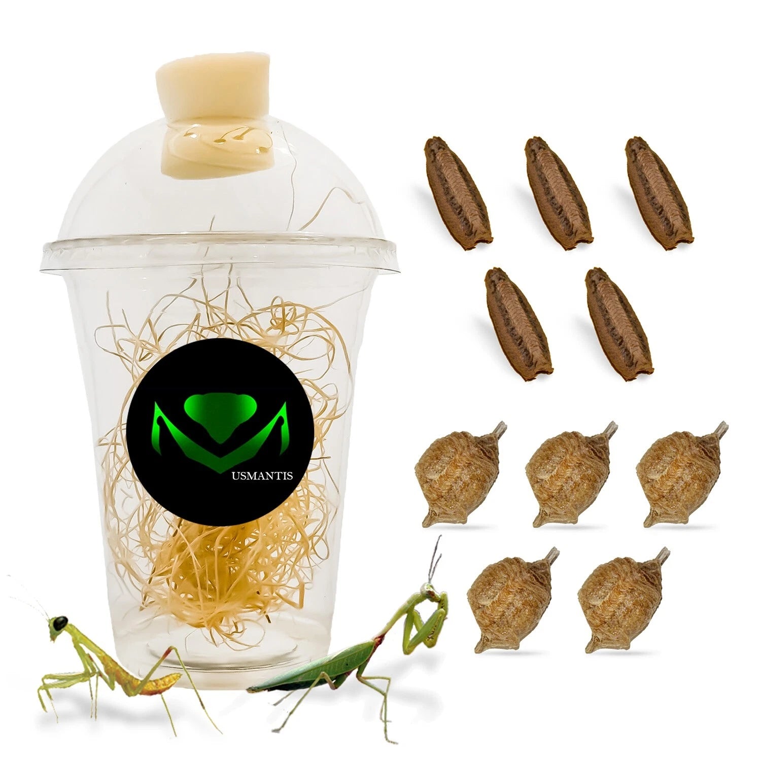 Praying Mantis