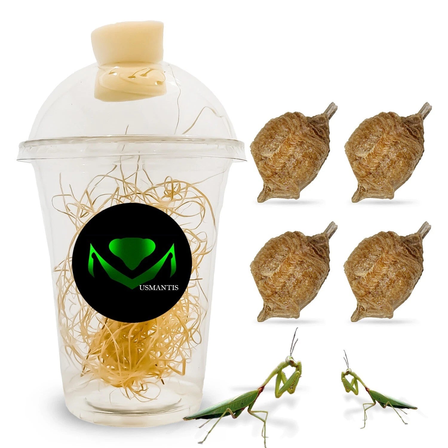 Praying Mantis
