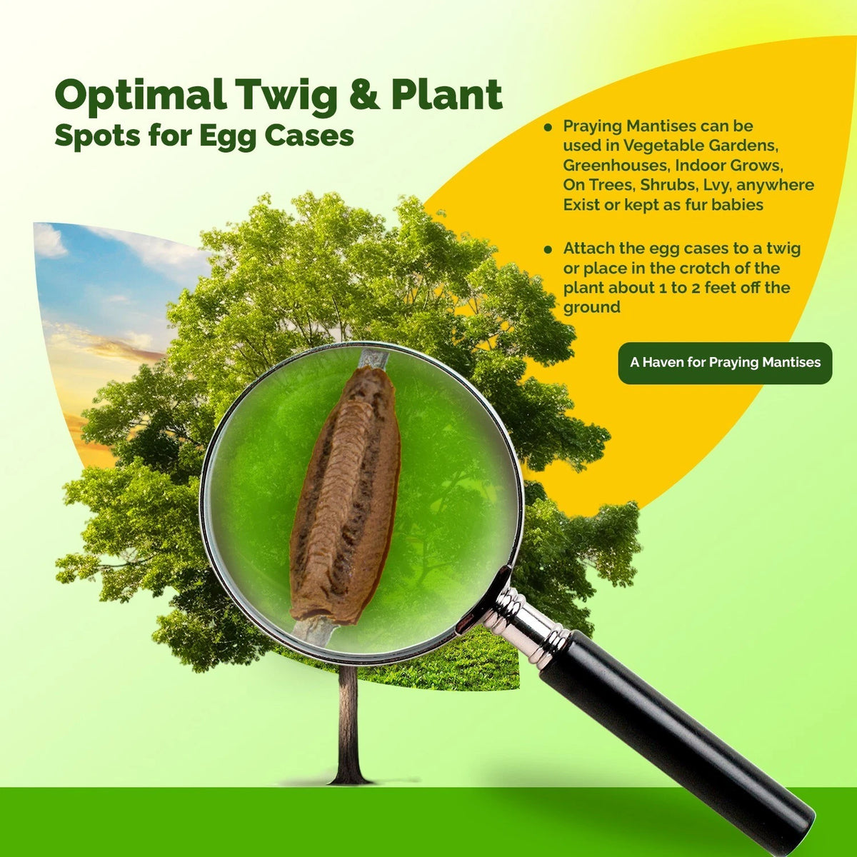 4x Carolina Praying Mantis Egg Case with Hatching Bag Produces upto 400 Babies