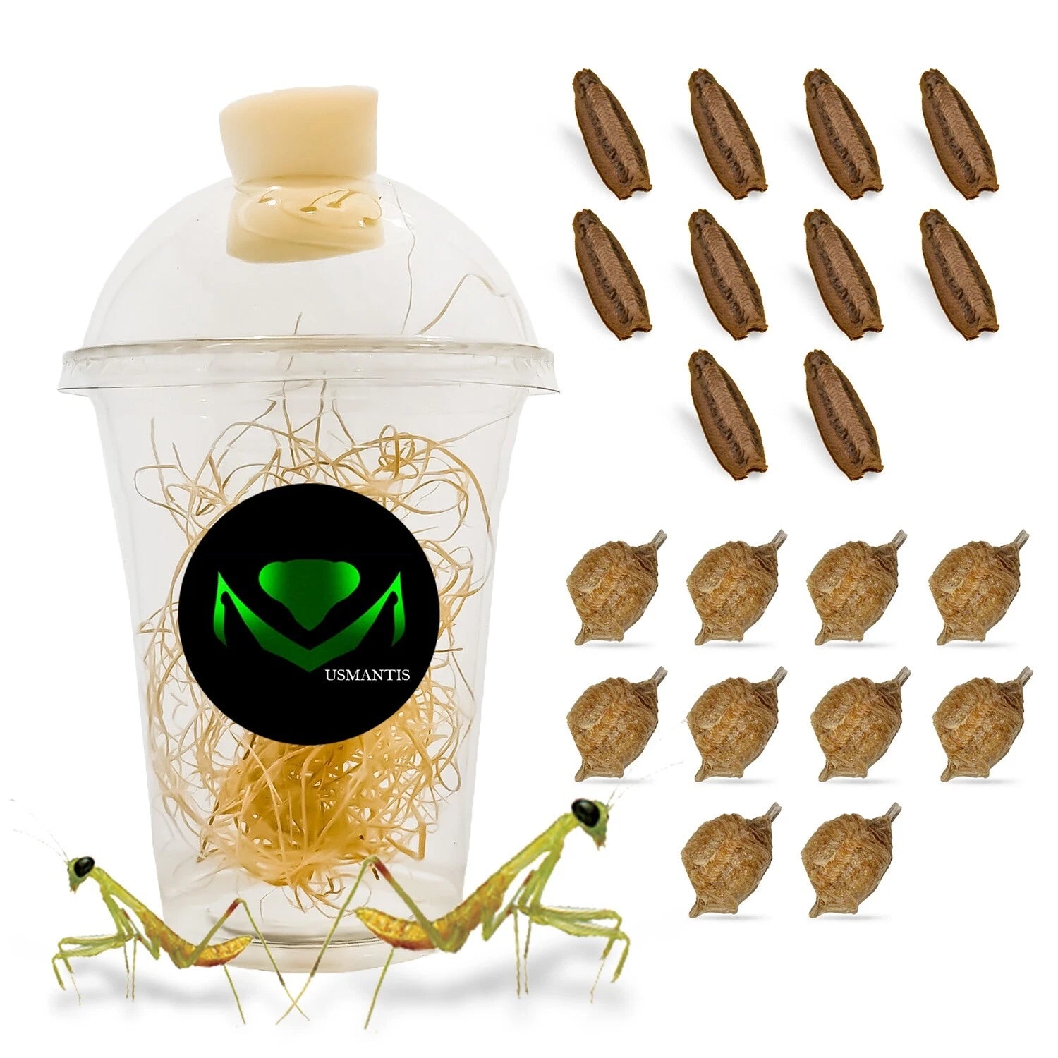 Praying Mantis