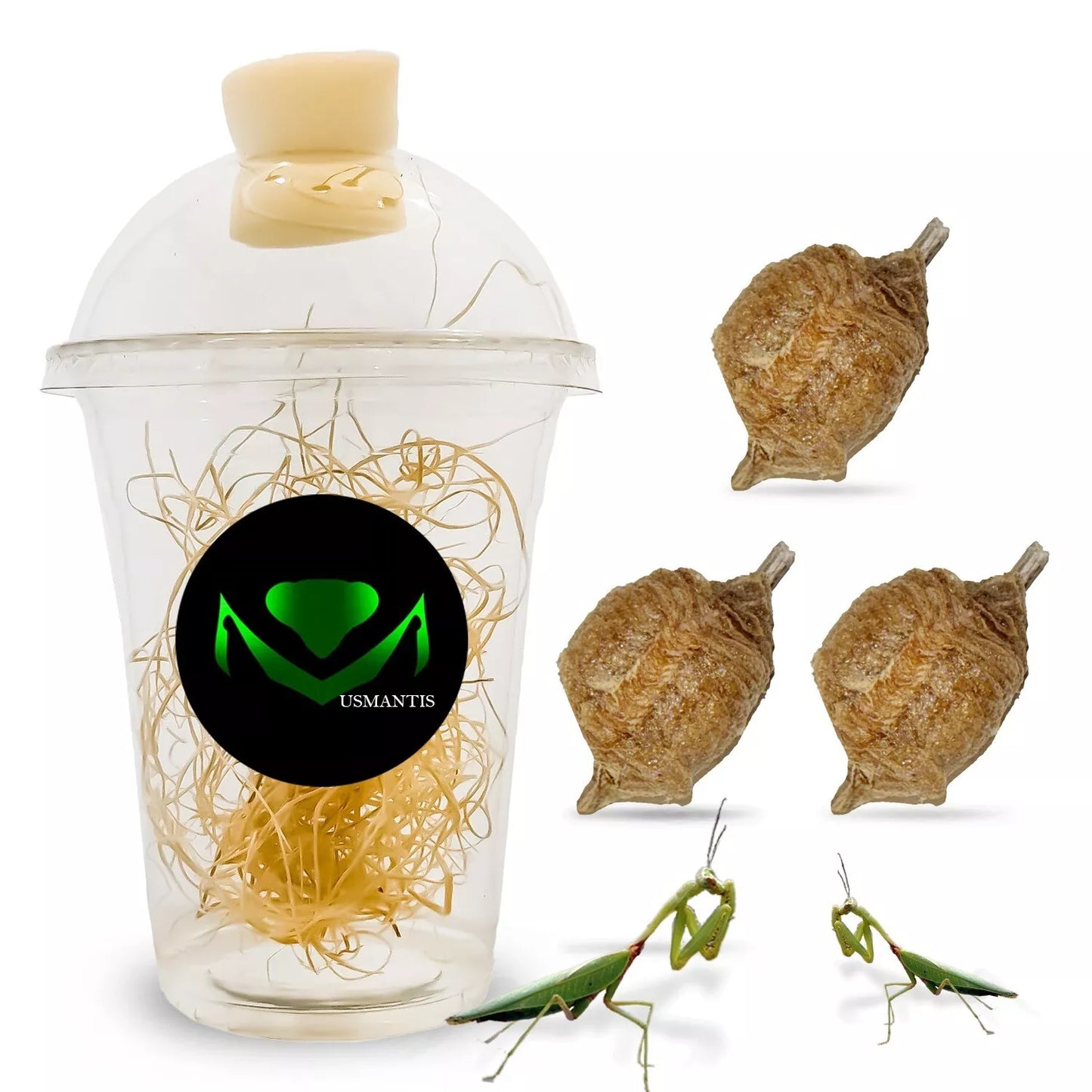 Praying Mantis