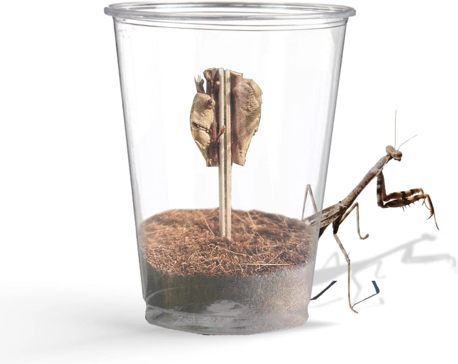 2x Carolina Praying Mantis Eggs Case & Hatching Cup Ootheca Natural Pest Control