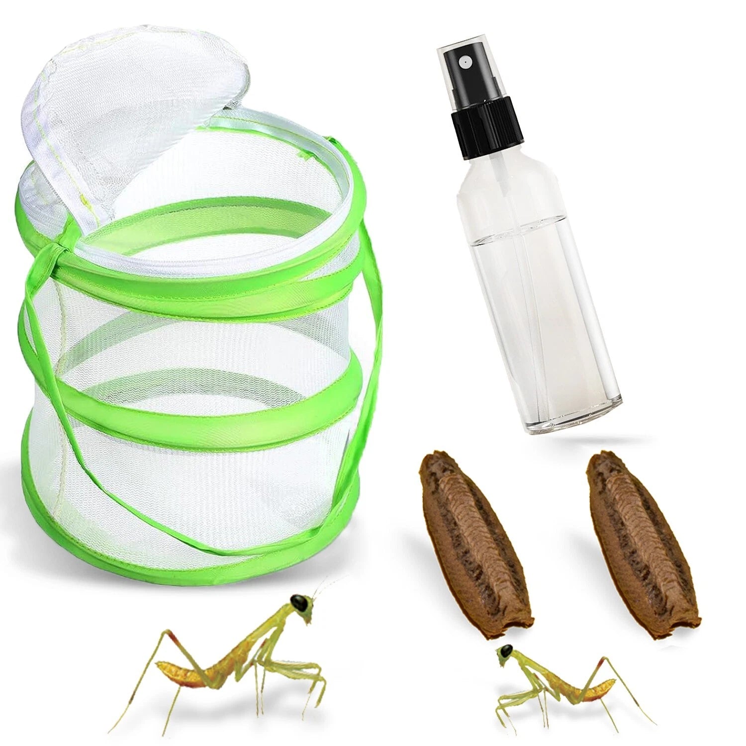 Praying Mantis