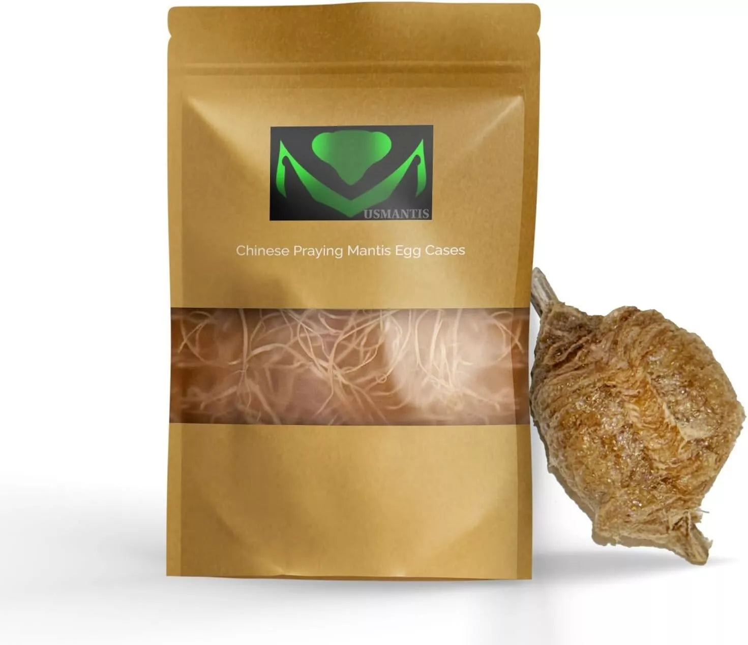Praying Mantis Eggs To Hatch Chinese Praying Mantis Egg Cases (2-Pack ...
