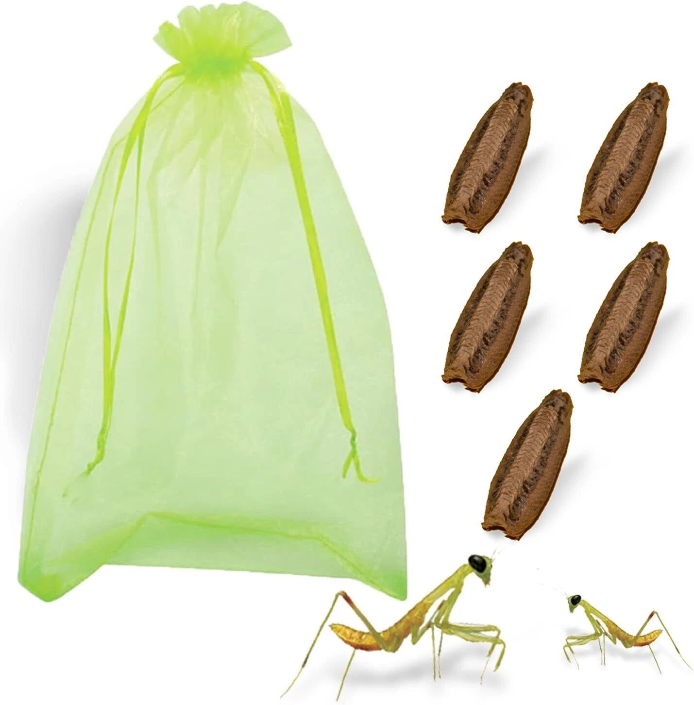 Praying Mantis