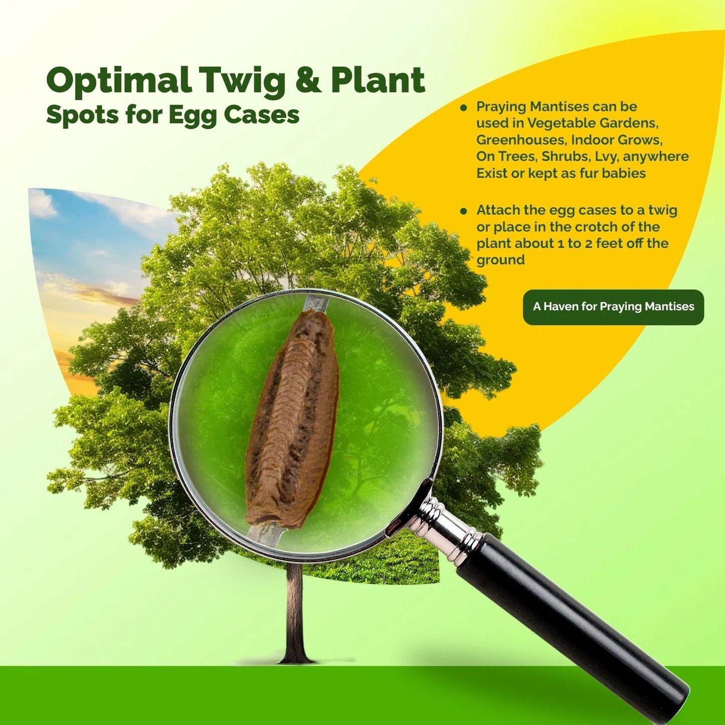 10x Carolina Praying Mantis Ootheca Eggs Case with Hatching Bag Organic Pest Control