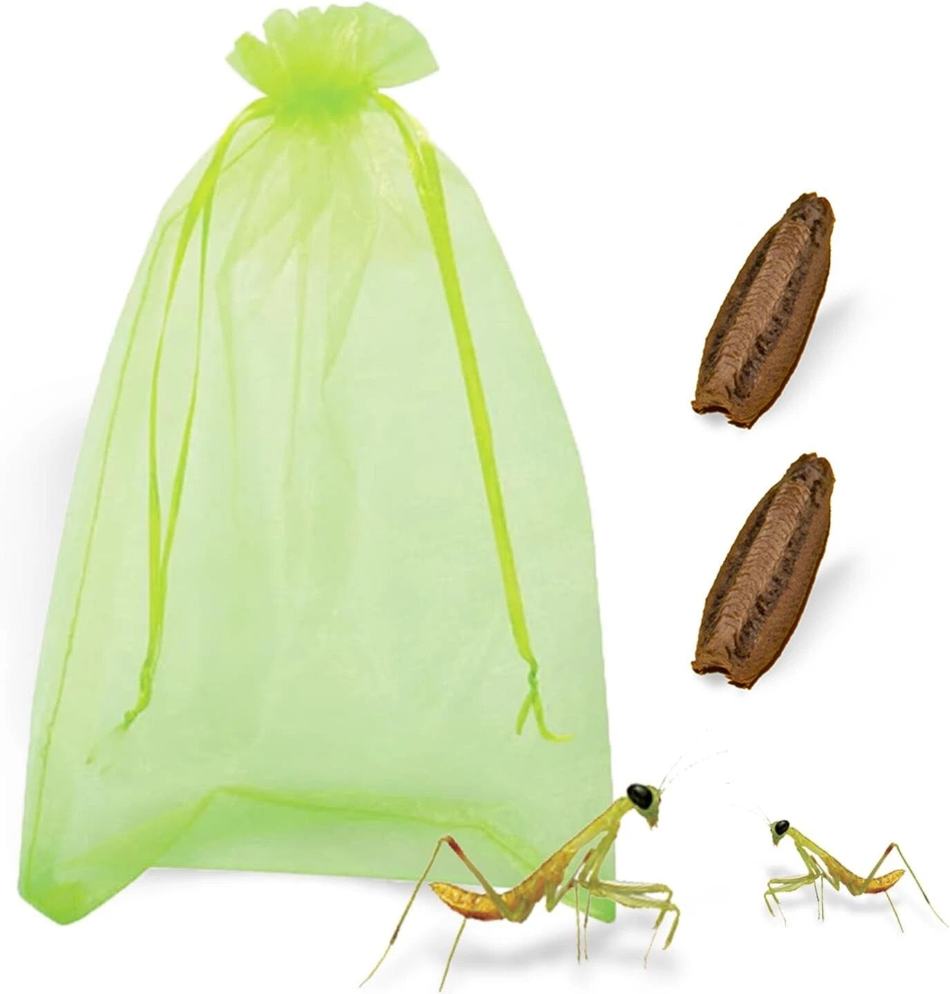 Praying Mantis