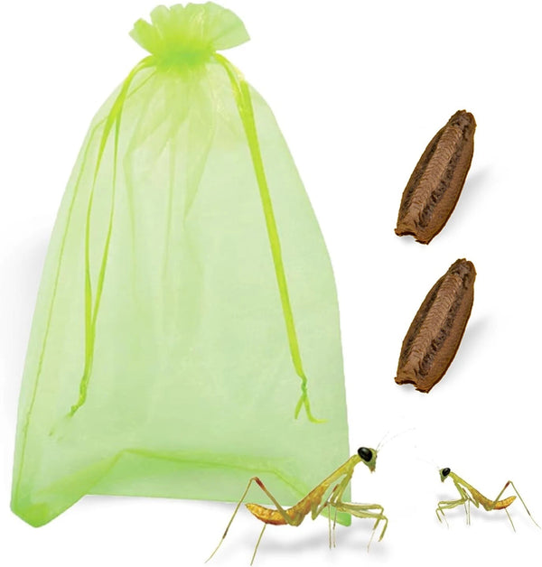 Carolina Praying Mantis Egg Cases With Hatching Habitat Bag (Five