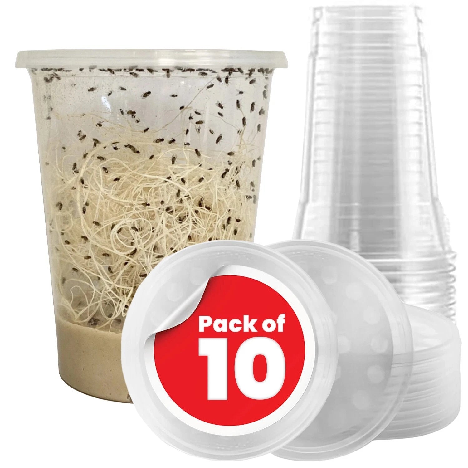 Fruit Fly Cups