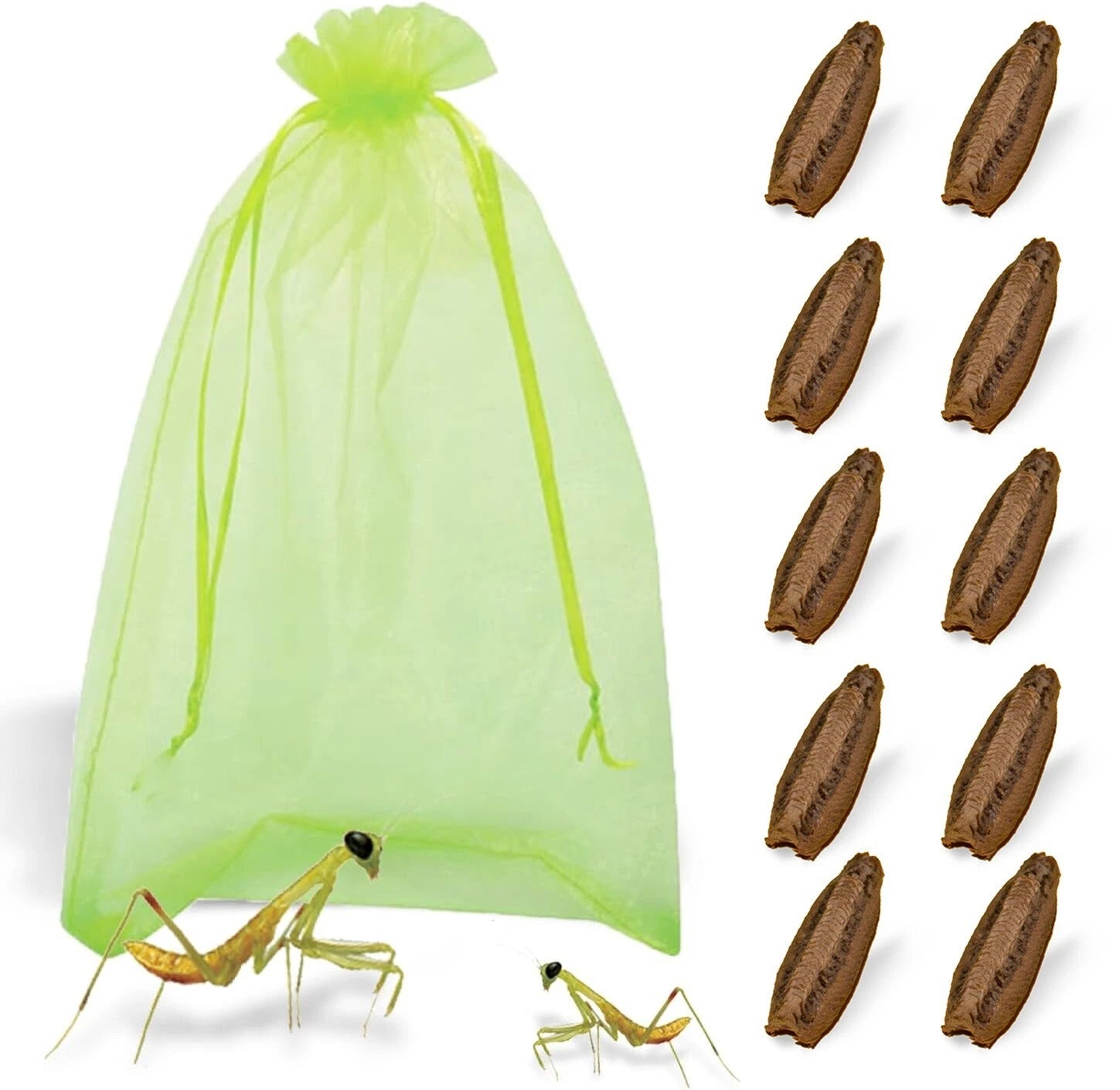 Praying Mantis