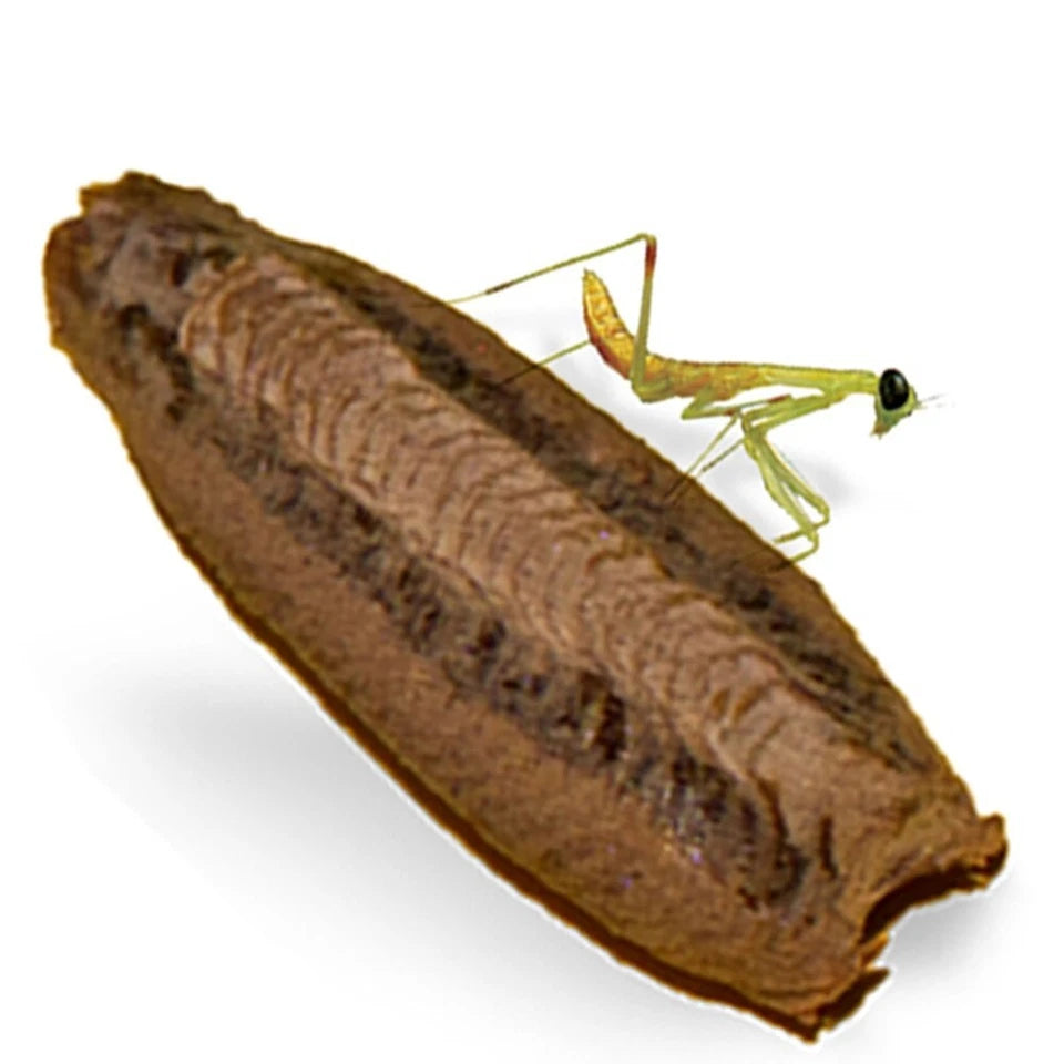 Praying Mantis Egg Cases 1x Carolina & 2x T Sinensis with Hatching Habitat Cup