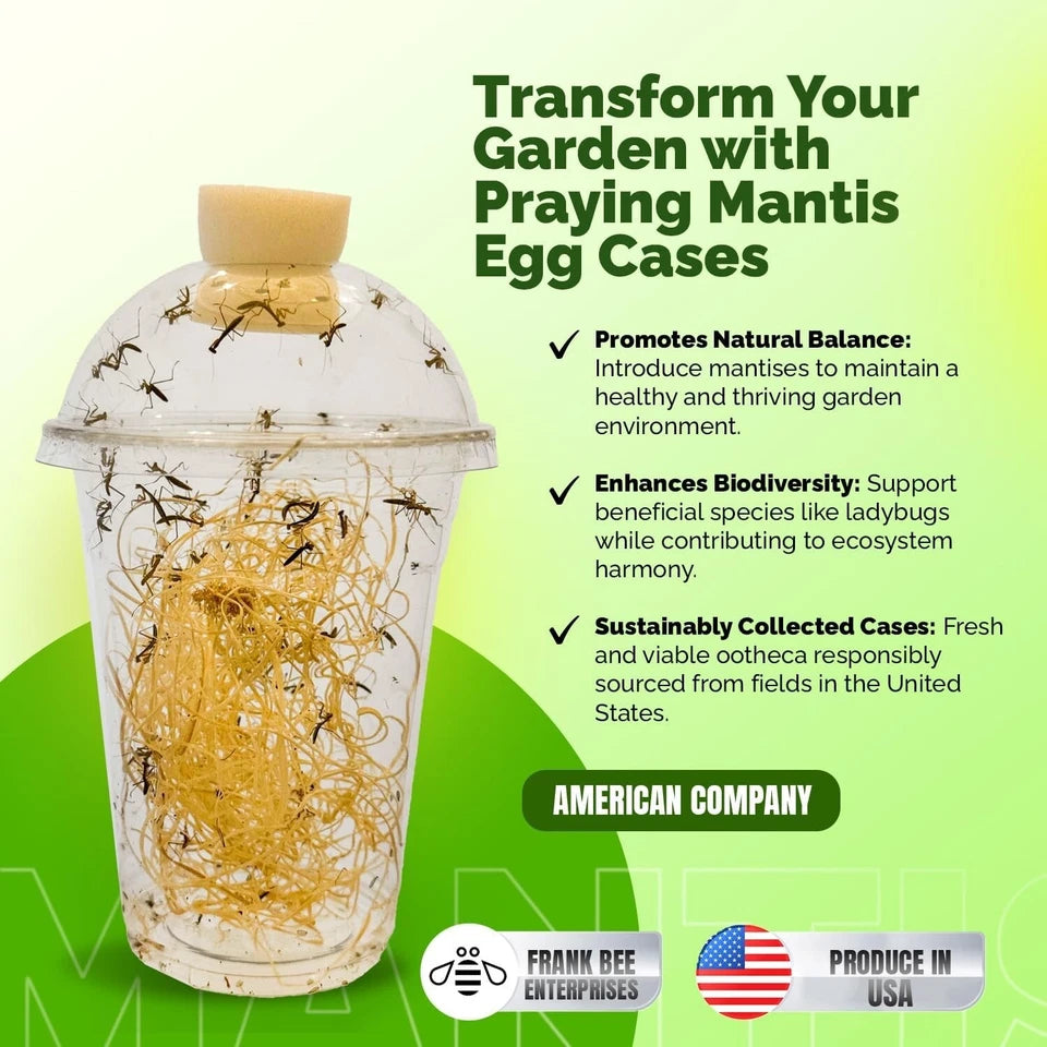 4x Chinese Praying Mantis Egg Case With Hatching Cup Produces upto 400 Babies