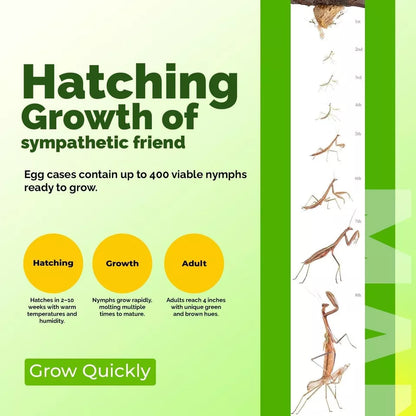10x Chinese Praying Mantis Ootheca Eggs Cases & Hatching Cup Natural Pest Control