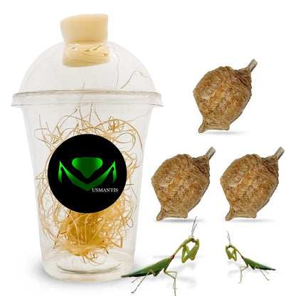 Praying Mantis