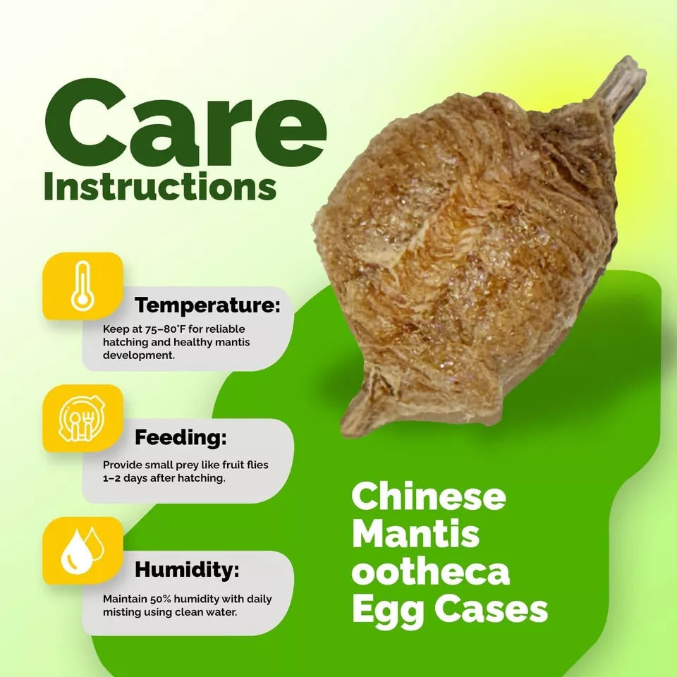Chinese Praying Mantis Egg Cases With Habitat Bag - 5 Ootheca For Garden Pest Control