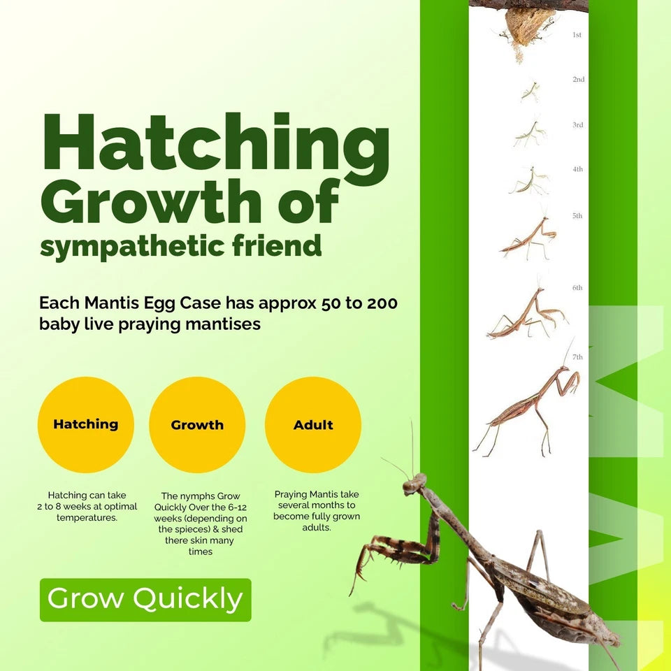 5x Carolina Praying Mantis Eggs Case & Hatching Cup Ootheca Natural Pest Control