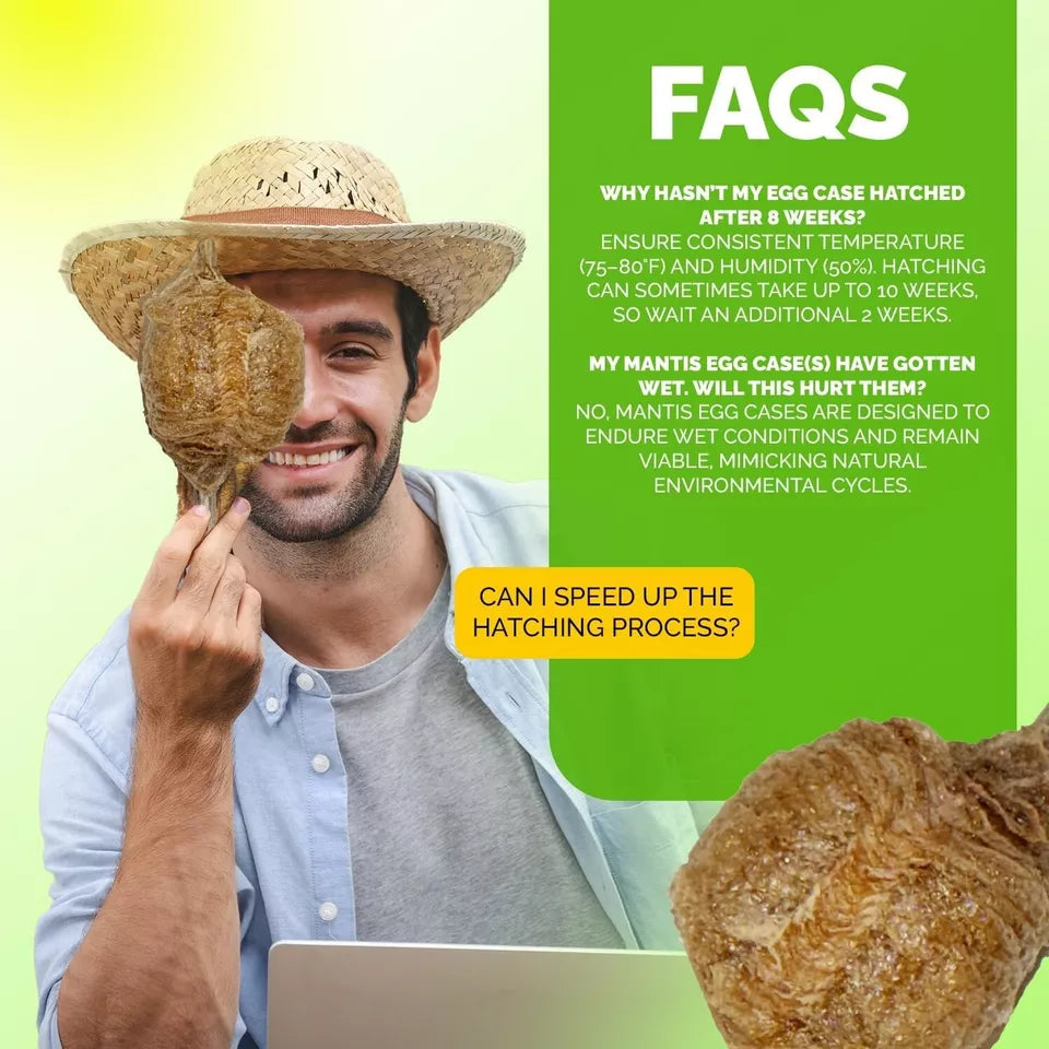 Chinese Live Praying Mantis Ootheca Egg Case With Habited Hatching Bag Pack of 5