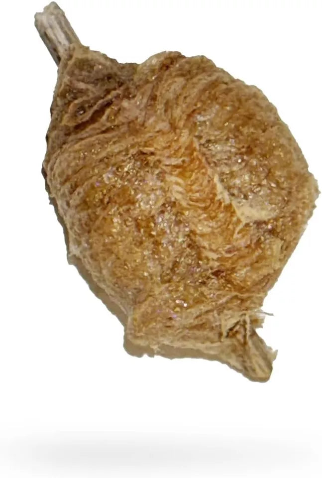 5x Praying Mantis Egg Case Hatching Bag Produces T Sinensis Natural Pest Control