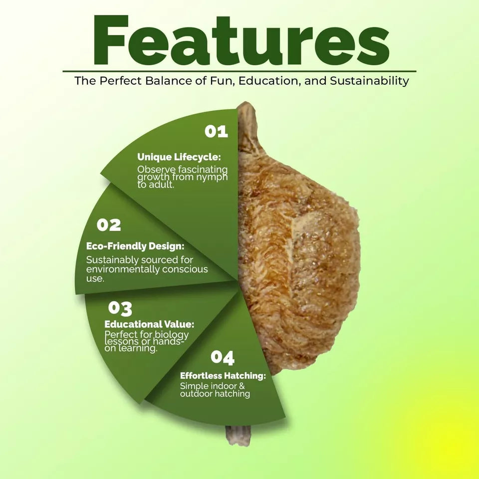 5x Praying Mantis Egg Case Hatching Bag Produces T Sinensis Natural Pest Control