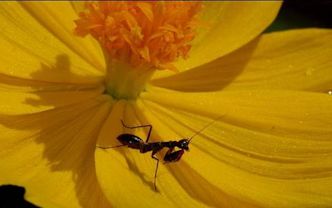 Odontomantis Asian Ant Mantis