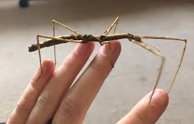 Zompros Stick Insect Parapachymorpha zomproi Thai stick