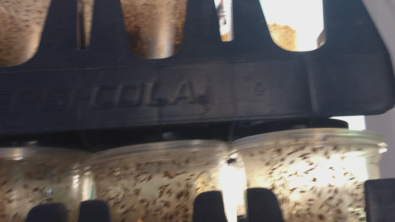 New! Golden hydei flightless fruit flies cultures