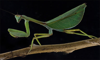 P. perpulchra “Beautiul” Peruvian Leaf mantis - USMANTIS