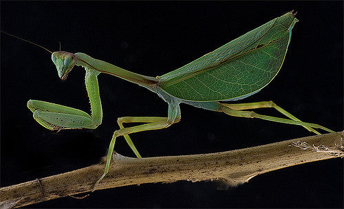 P. perpulchra “Beautiul” Peruvian Leaf mantis, Live Insects - USMantis.com